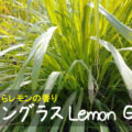 レモングラス Lemon Gras　～全草からレモンの香り～