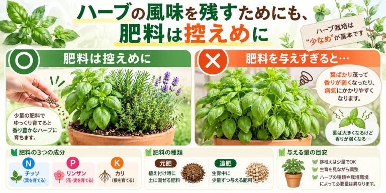 ハーブの風味を残すためにも、肥料は控えめに