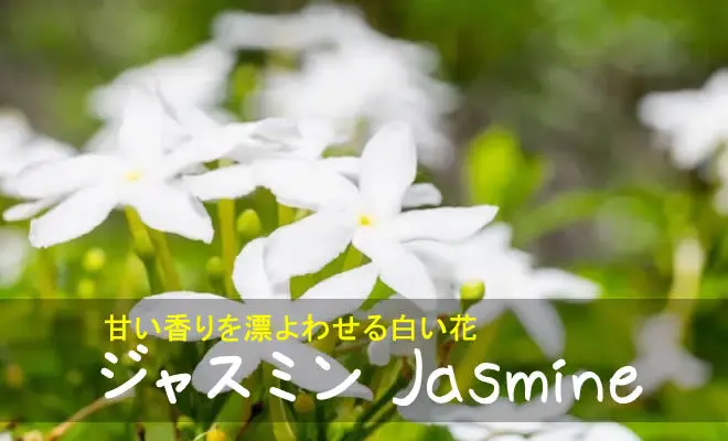 ジャスミン】育て方、効果・効能など | ハーブのホームページ