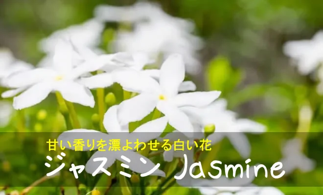 ジャスミンの白い花