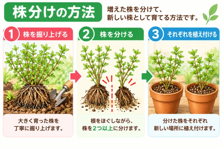 株分けの方法