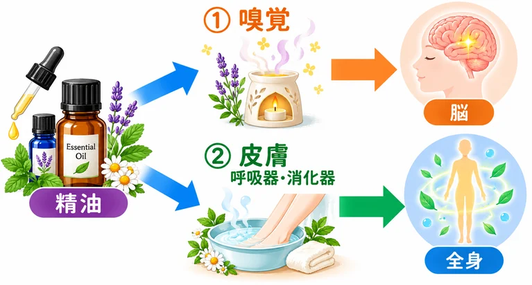 精油が体に届く2つのルート
