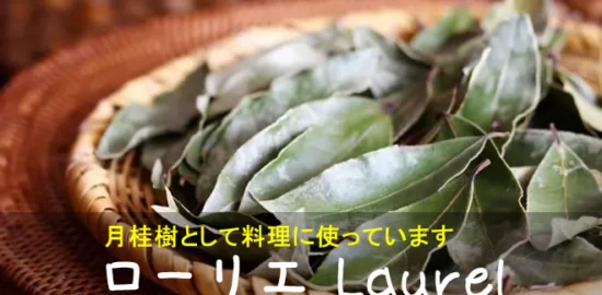 ローリエ（月桂樹）の乾燥葉