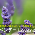 ラベンダー Lavender　～真っ先に思い浮かぶ「ハーブの女王」～