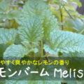 レモンバーム Melissa　～育てやすく爽やかなレモンの香り～