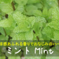 ミント Mint　～清涼感あふれる香りでおなじみのハーブ～