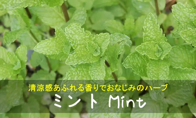 ミントの葉