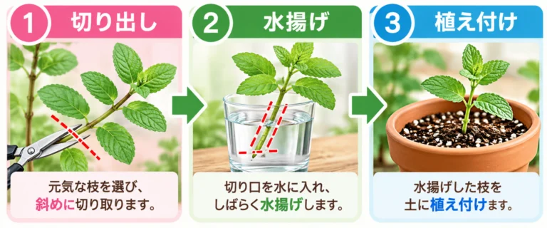 挿し穂の切り出し・水揚げ・植え付け