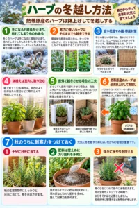 ハーブの冬越し方法