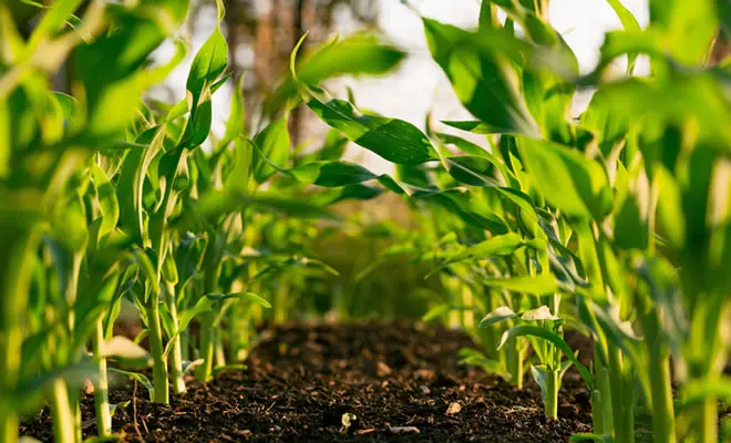 plant.jpg.webp
