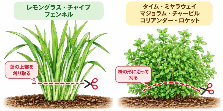 草姿に合わせた刈り取り方