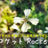 ロケット Rocket salad　～かすかな辛味とゴマ風味をサラダに～