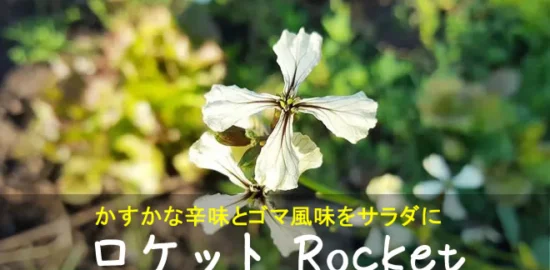 ロケットの白い花