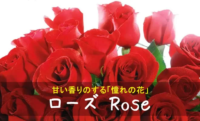 赤いバラの花