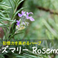 ローズマリー Rosemary ～集中力･記憶力を高めるハーブ～