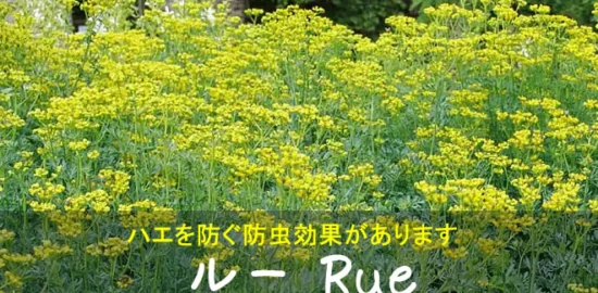 ルーの黄色い花