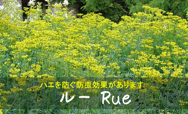 ルー】育て方、効果・効能など | ハーブのホームページ