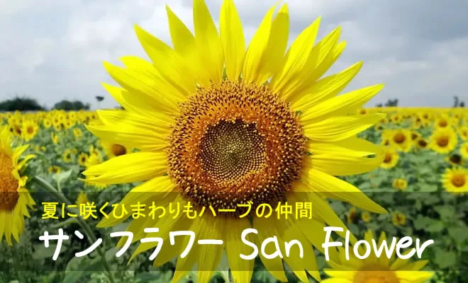 サンフラワー（ひまわり）の花