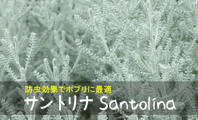 サントリナの銀色の葉
