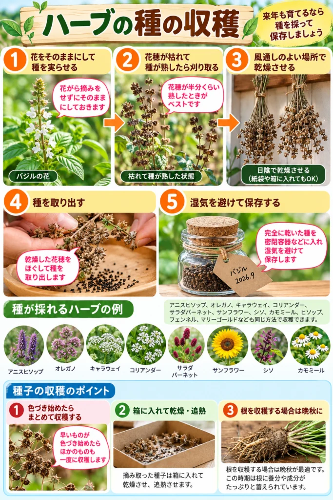 ハーブの種の収穫