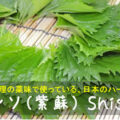 シソ（紫蘇） Shiso　～料理の薬味で使っている、日本のハーブ～