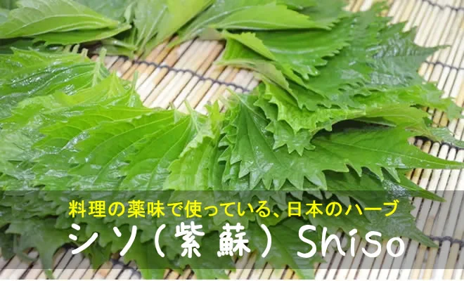 シソ（紫蘇）とは｜日本のハーブの効能と使い方・赤ジソジュース・育て方