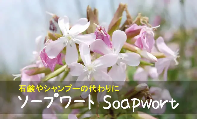 ソープワートの花