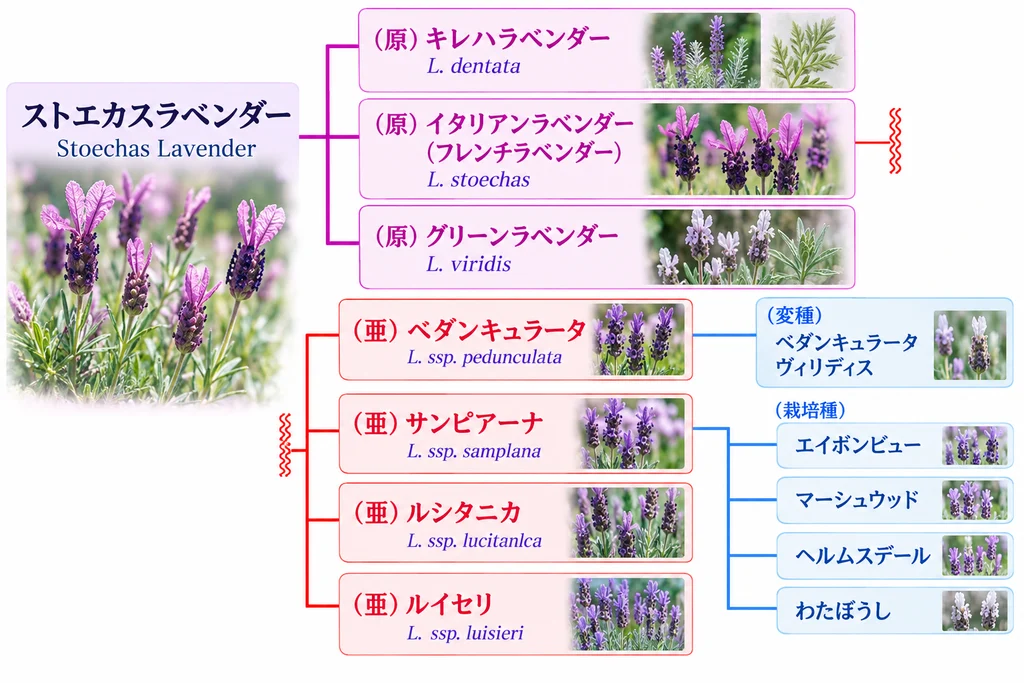 ストエカスラベンダーの学術上の分類