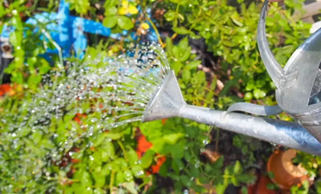 ハーブを育てる際の肥料と水やりについて   ハーブのホームページ