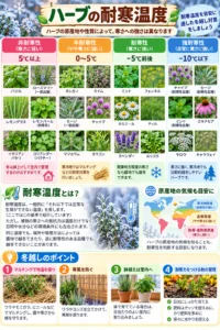 ハーブの耐寒温度