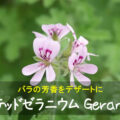 センテッドゼラニウム Geraniumu　～バラの芳香をデザートに～