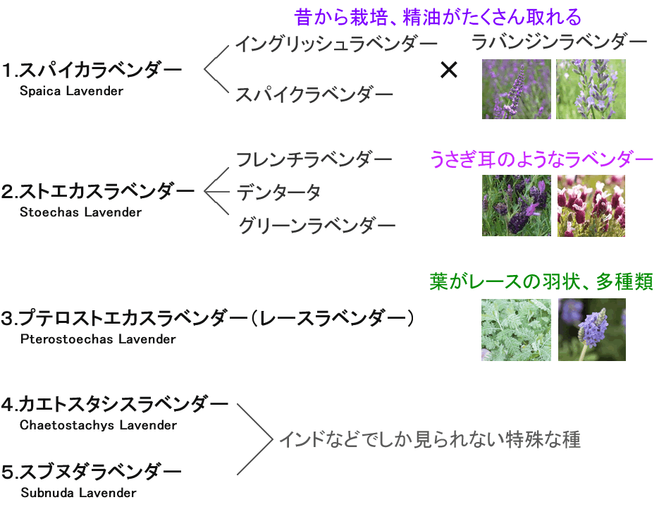ラベンダーの学術上での5分類について | ハーブのホームページ