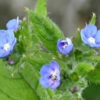 アルカネット Alkanet　～青い小花は観賞用、葉はポプリに～