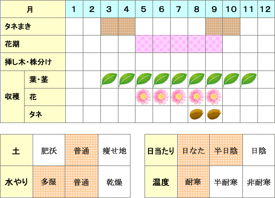 カモミール年間表