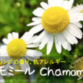 カモミール Chamomile ～甘いリンゴの香り、抗アレルギー～