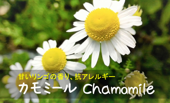 カモミール】育て方、効果・効能など | ハーブのホームページ