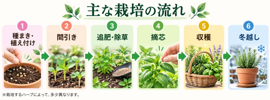 ハーブ栽培の主な流れ（種まきから冬越しまで）