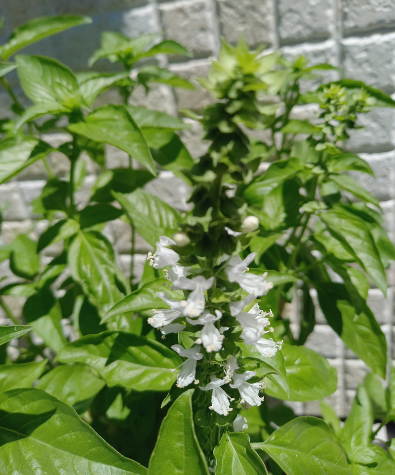 バジルの花