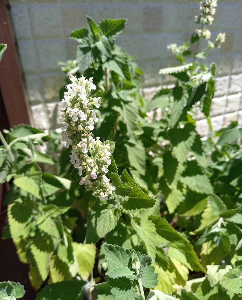 キャットニップの花