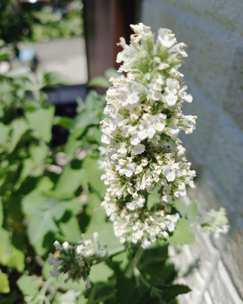 キャットニップの花