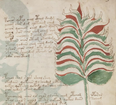 ヴォイニッチ手稿の植物