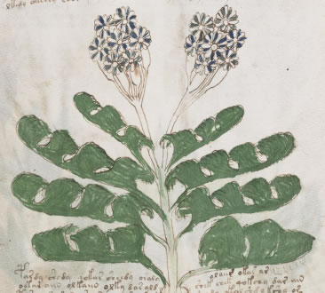 ヴォイニッチ手稿の植物