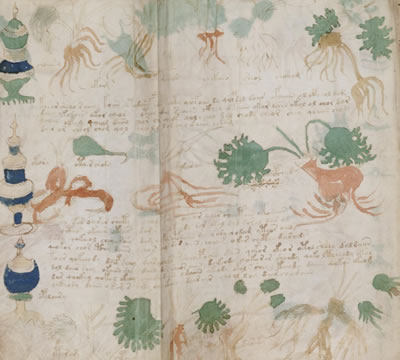 ヴォイニッチ手稿の植物一覧