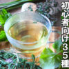 【ハーブ育てやすさ一覧】35種を初心者向けに★評価で比較
