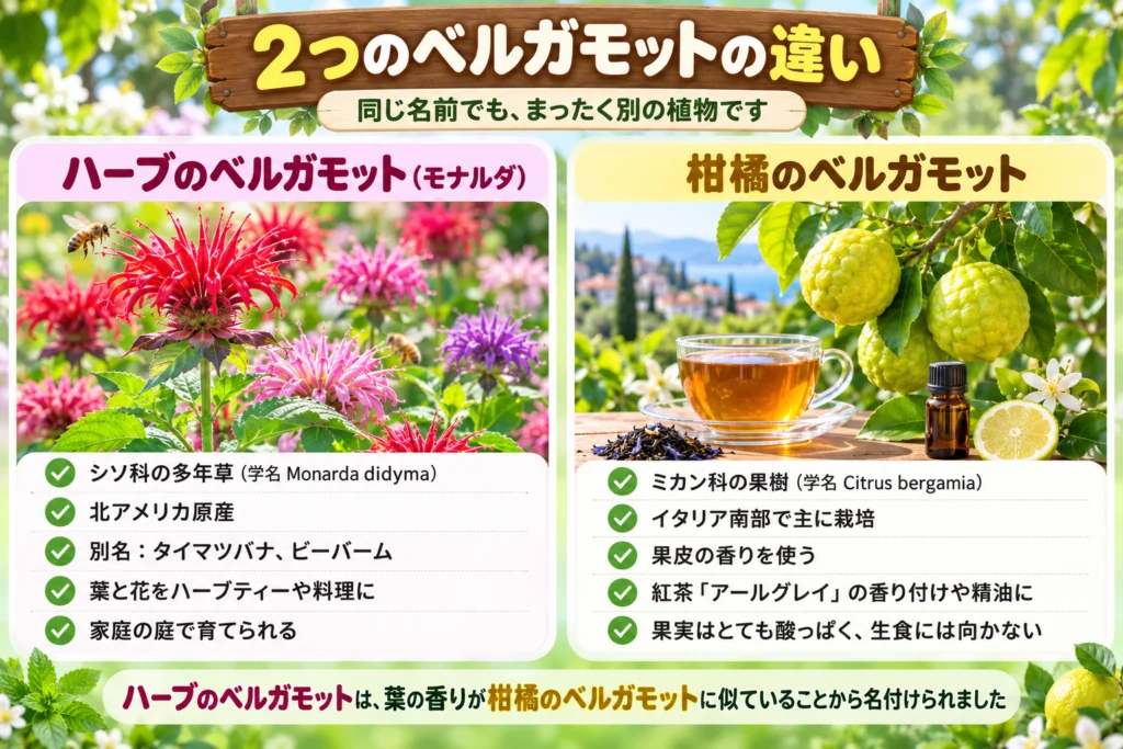 ハーブのベルガモット(モナルダ)と柑橘のベルガモットの違い