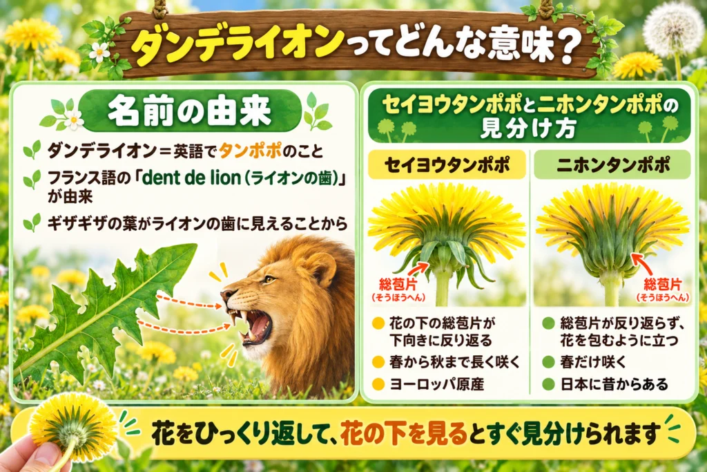 ダンデライオンの意味とセイヨウタンポポ・ニホンタンポポの見分け方
