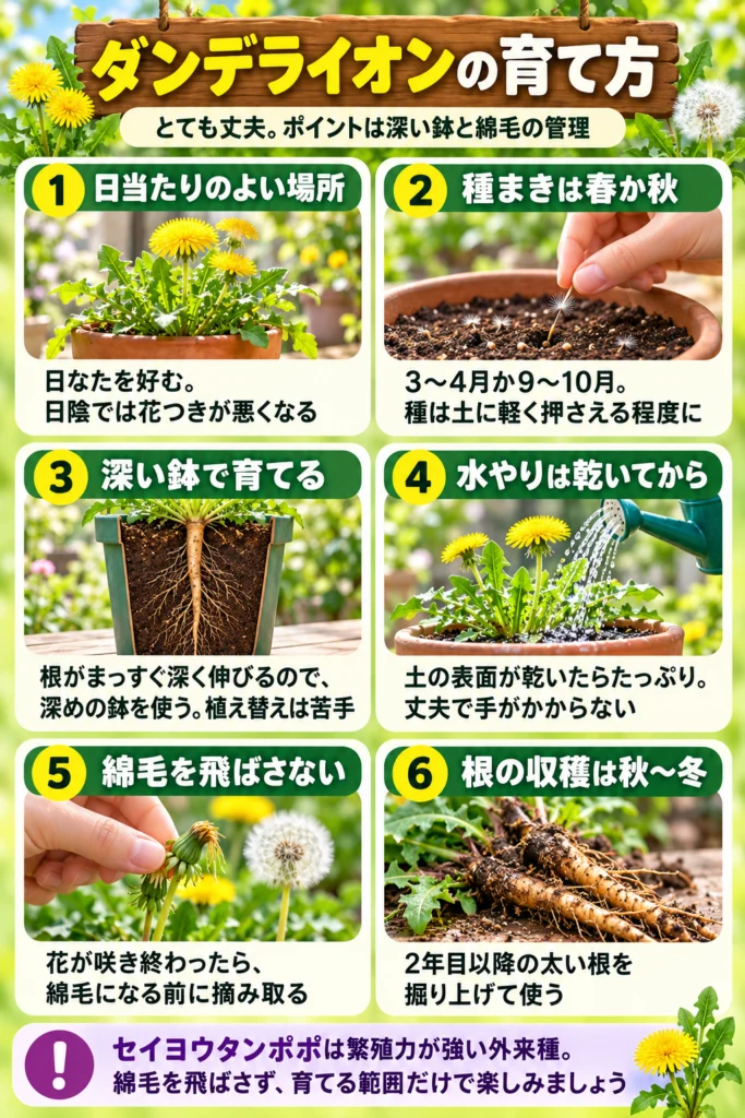 ダンデライオン(タンポポ)の育て方