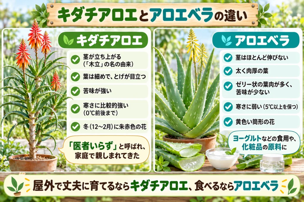 キダチアロエとアロエベラの違い