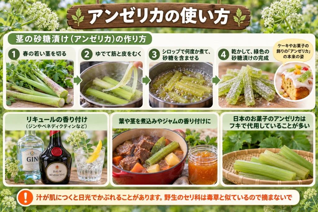 アンゼリカの使い方（茎の砂糖漬け・リキュール）