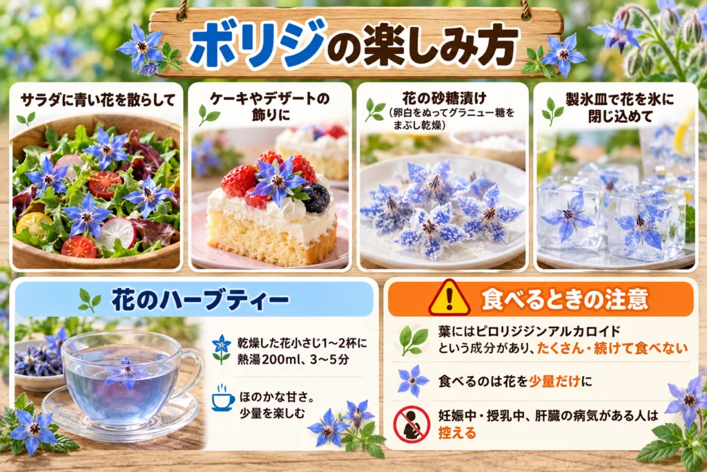ボリジの使い方(花の飾り・砂糖漬け・ハーブティー)